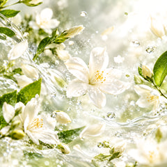 Fresh Jasmine